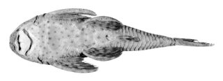 Hypostomus ericae