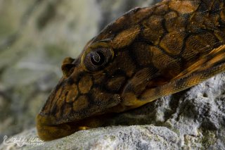 Hypostomus faveolus