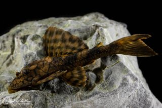 Hypostomus faveolus