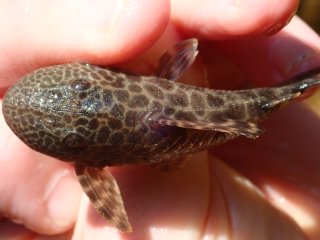 Hypostomus froehlichi