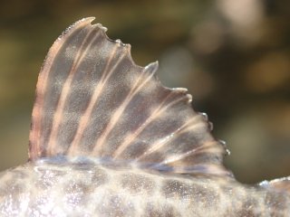 Hypostomus froehlichi