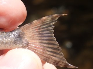 Hypostomus froehlichi