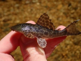 Hypostomus froehlichi