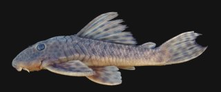 Hypostomus hermanni