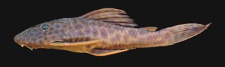 Hypostomus hermanni