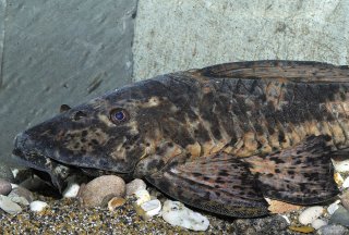 Hypostomus latifrons