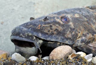 Hypostomus latifrons