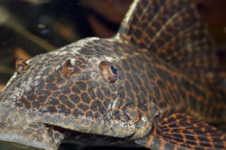 Hypostomus latifrons