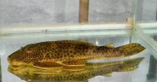 Hypostomus lima