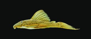 Hypostomus melanephelis