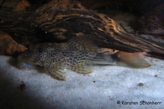 Hypostomus micromaculatus