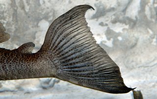 Hypostomus micromaculatus