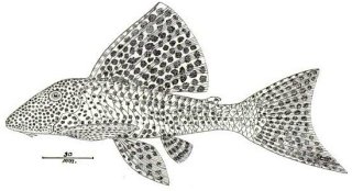 Hypostomus oculeus