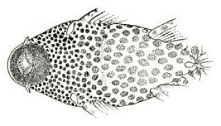 Hypostomus oculeus