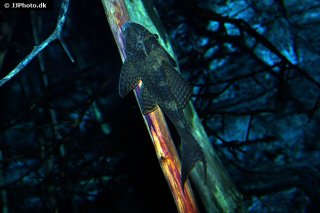 Hypostomus pusarum