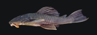 Hypostomus robertsoni