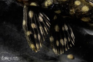 Hypostomus sertanejo