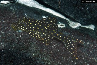 Hypostomus sertanejo