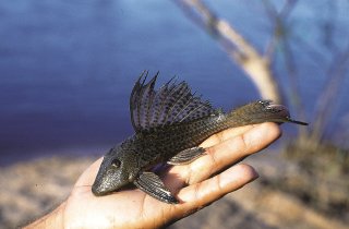 Hypostomus sp. (L054)