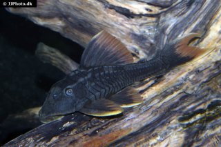 Hypostomus sp. (L360)