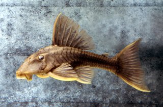 Hypostomus sp. (L360)