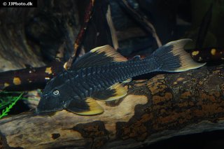 Hypostomus sp. (L360)