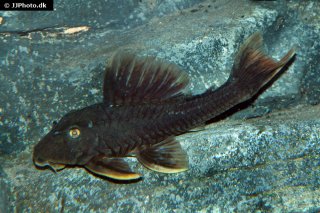 Hypostomus sp. (L360)