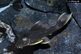 Hypostomus sp. (L360)