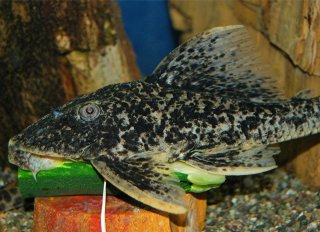 Hypostomus sp. (L517)