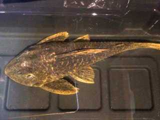 Hypostomus sp. (L517)