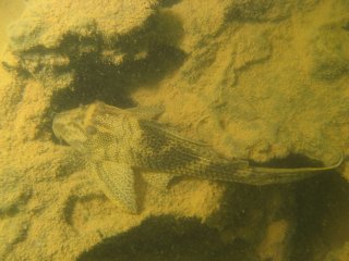 Hypostomus sp. (L087)