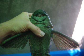 Hypostomus spiniger