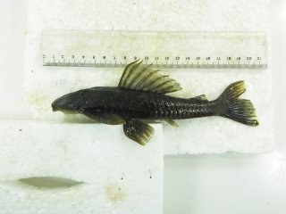 Hypostomus strigaticeps