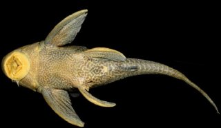 Hypostomus vaillanti