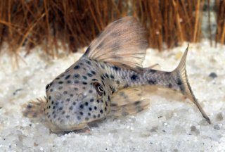 Hypostomus weberi