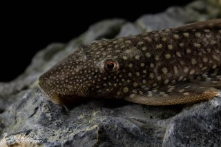 Lasiancistrus heteracanthus