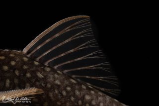 Lasiancistrus heteracanthus