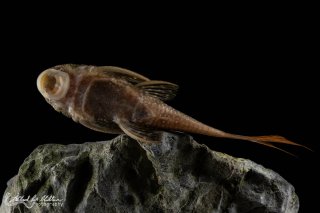 Lasiancistrus heteracanthus