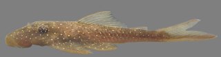 Lasiancistrus schomburgkii