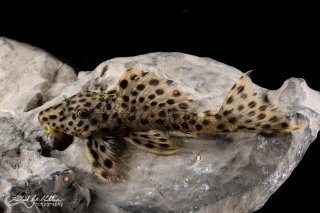 Leporacanthicus heterodon