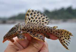 Leporacanthicus heterodon