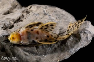 Leporacanthicus heterodon