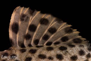 Leporacanthicus heterodon