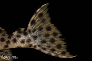 Leporacanthicus heterodon