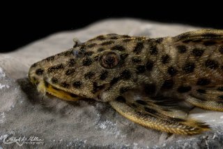 Leporacanthicus heterodon