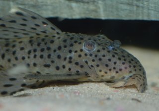 Leporacanthicus joselimai