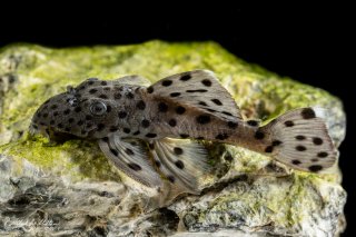 Leporacanthicus joselimai