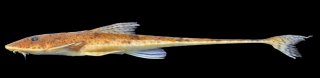 Limatulichthys nasarcus