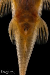 Lithoxancistrus orinoco