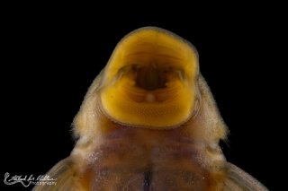 Lithoxancistrus orinoco